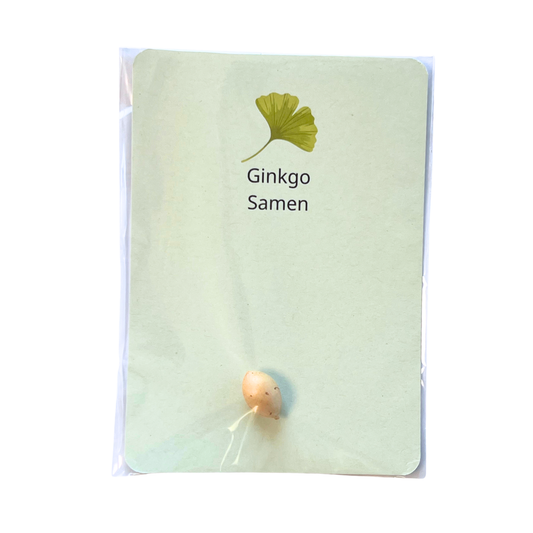 Gingko Baum Saatgut