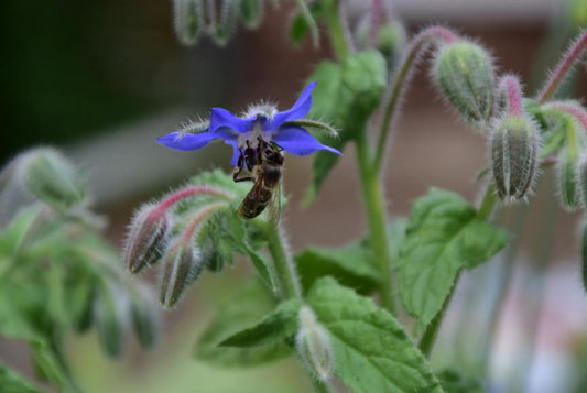 To be or not to be?! Let them bee or help them to beeeeeee!