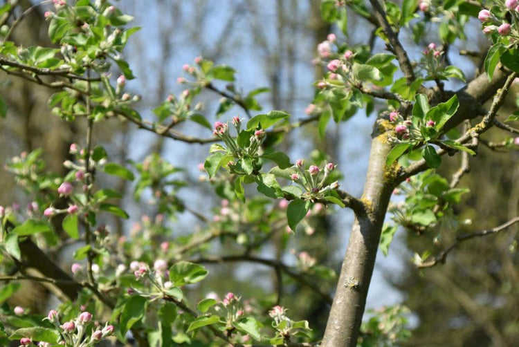 Ein Frühlings/ SommertagsTraum…Zartes Blütenkonfetti