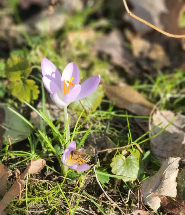 Tagebuch einer Biene- Eintrag Februar 2024