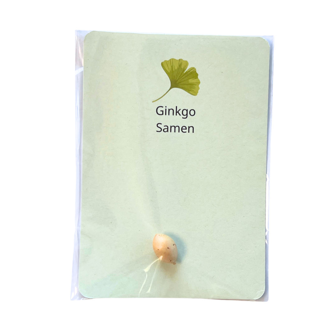 Gingko Baum Saatgut