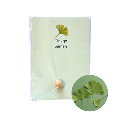 Gingko Samen