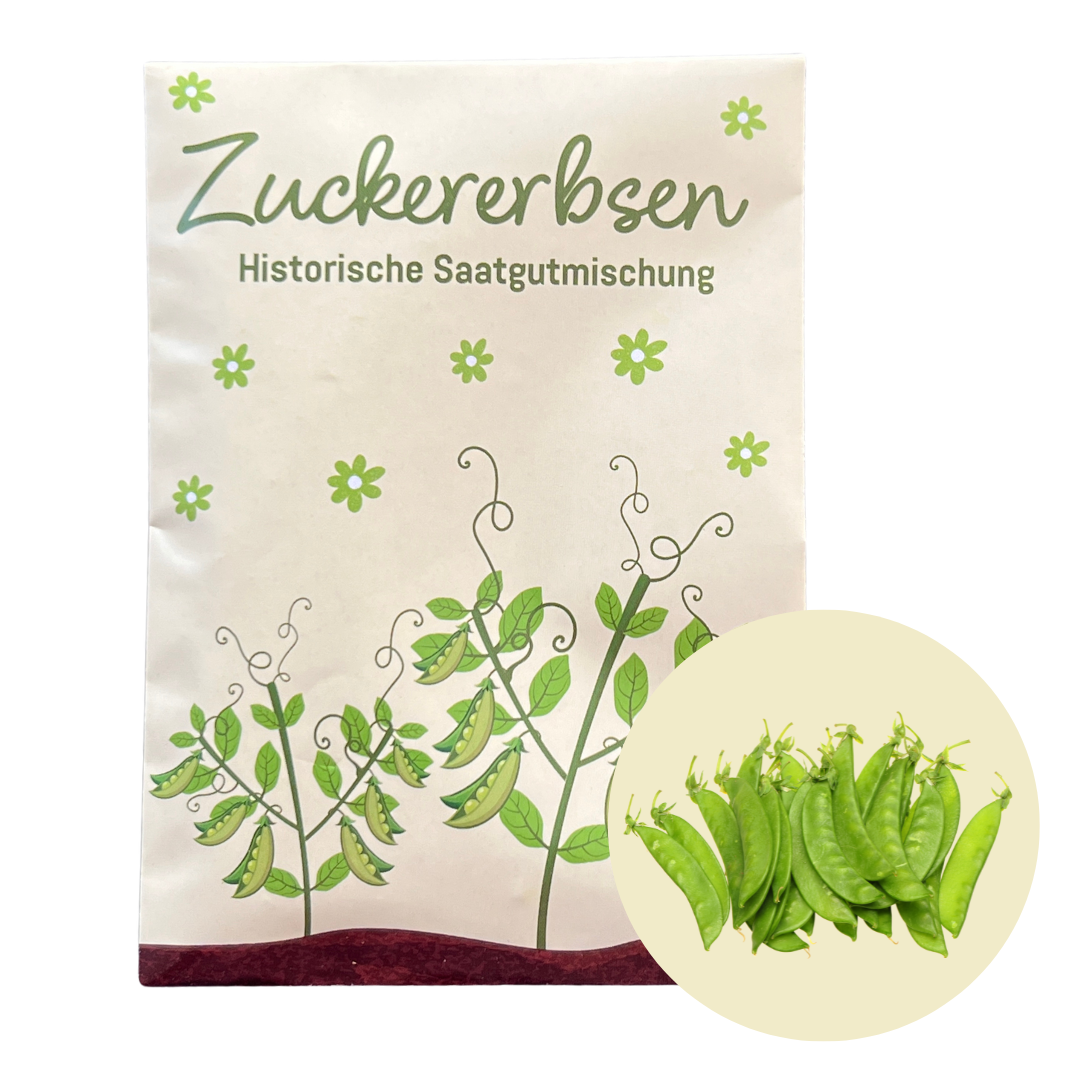 Zuckererbsen Anzucht