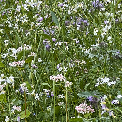 Schmetterlingblüten Wiese