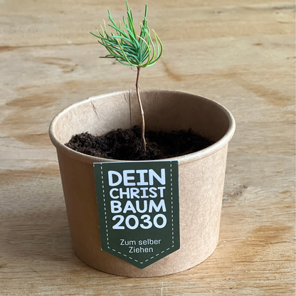 Kleiner Weihnachtsbaum im Topf als Geschenkidee