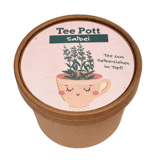 Salbei frisch Tee, Tee zum selberziehen im Topf