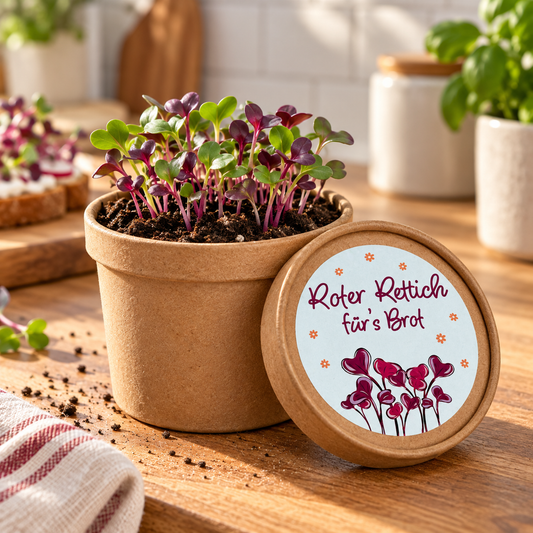 Microgreen selber ziehen - roter Rettich