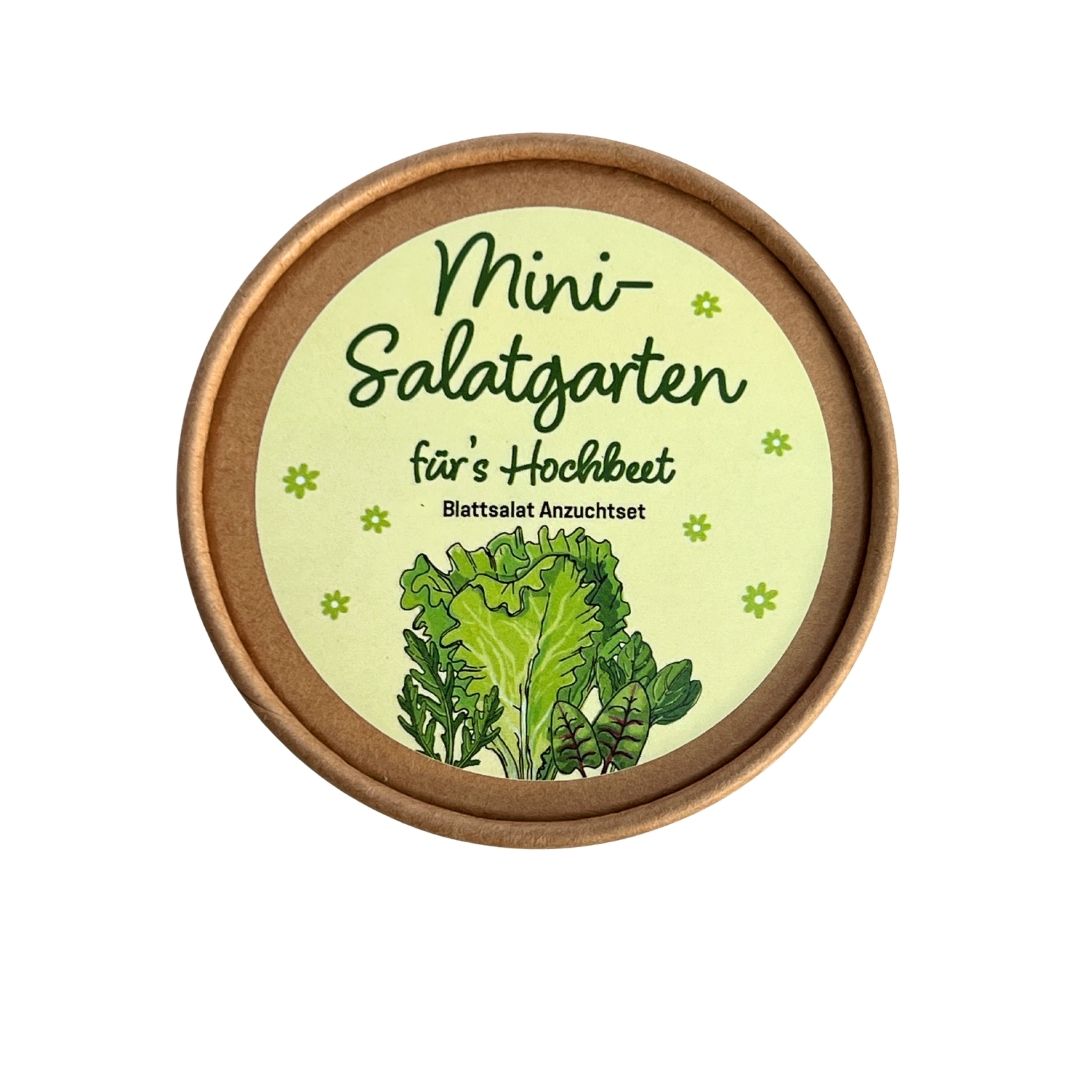 Salat auf der Fensterbank ziehen im praktischen Pott