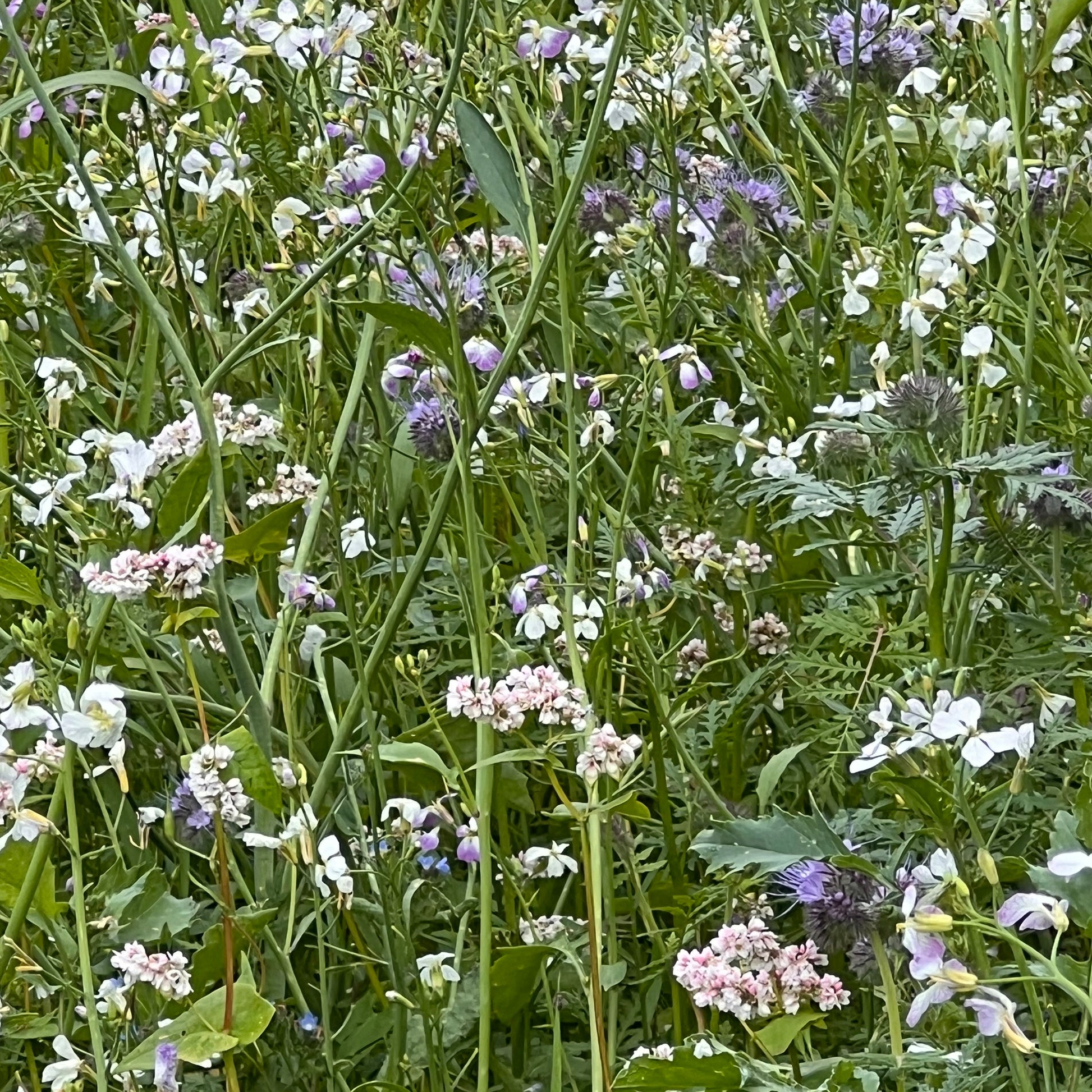 Schmetterlingwiese