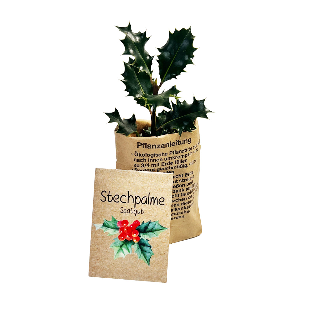 Ilex Saatgut