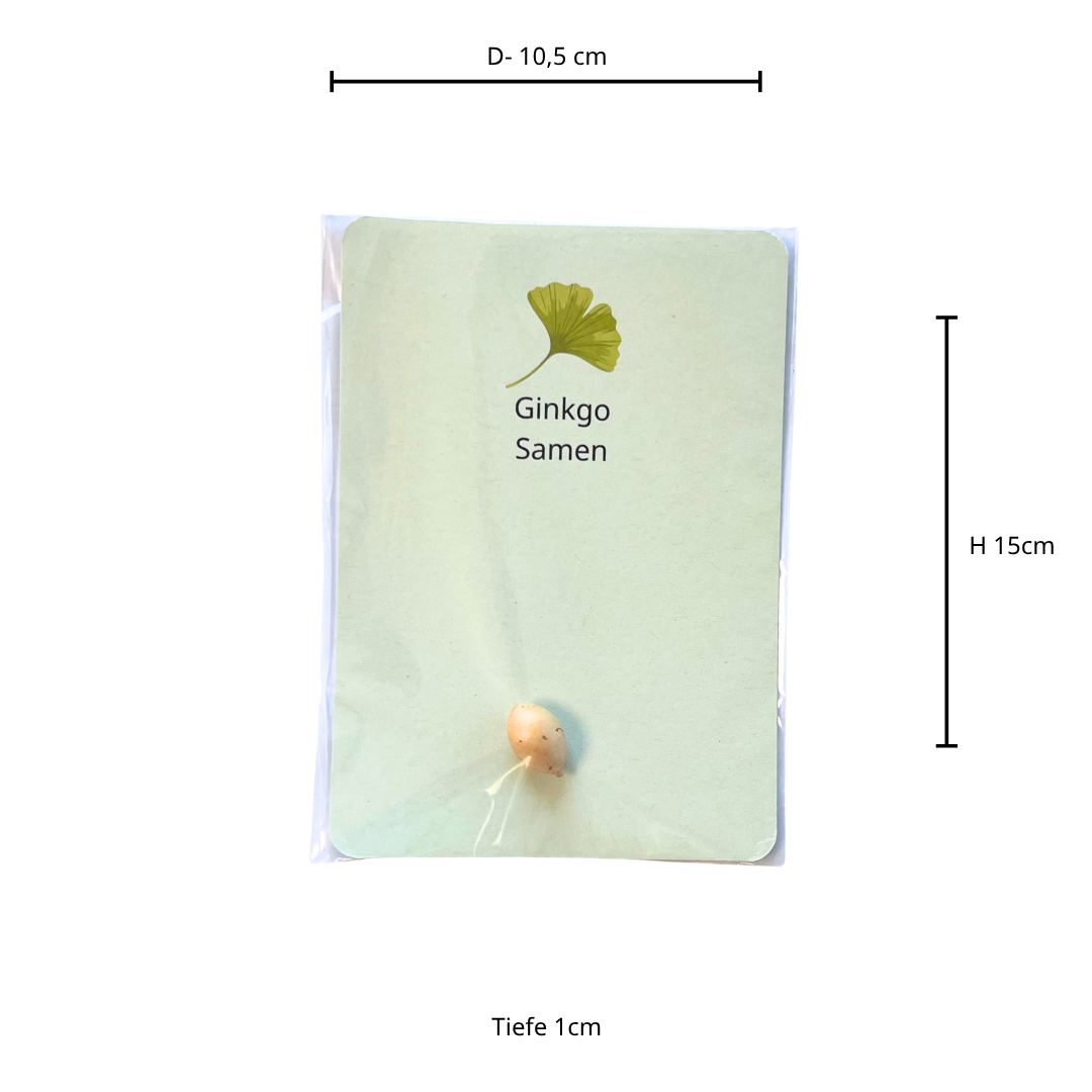 Gingko Baum Samen mit Anleitung
