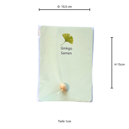 Gingko Baum Samen mit Anleitung