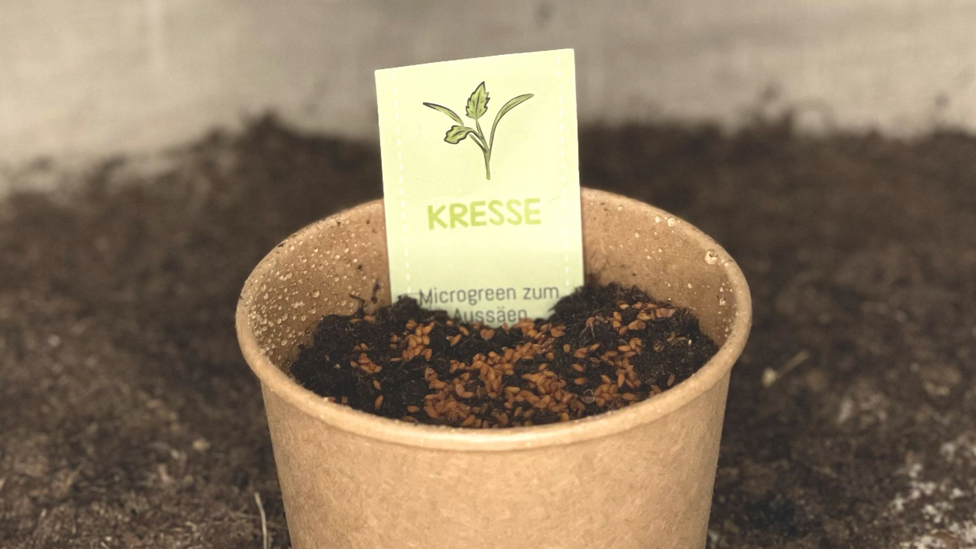 Video laden: Pflanzanleitung Kresse