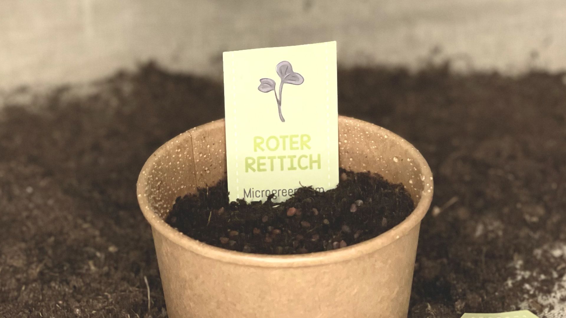Video laden: Pflanzanleitung Roter Rettich