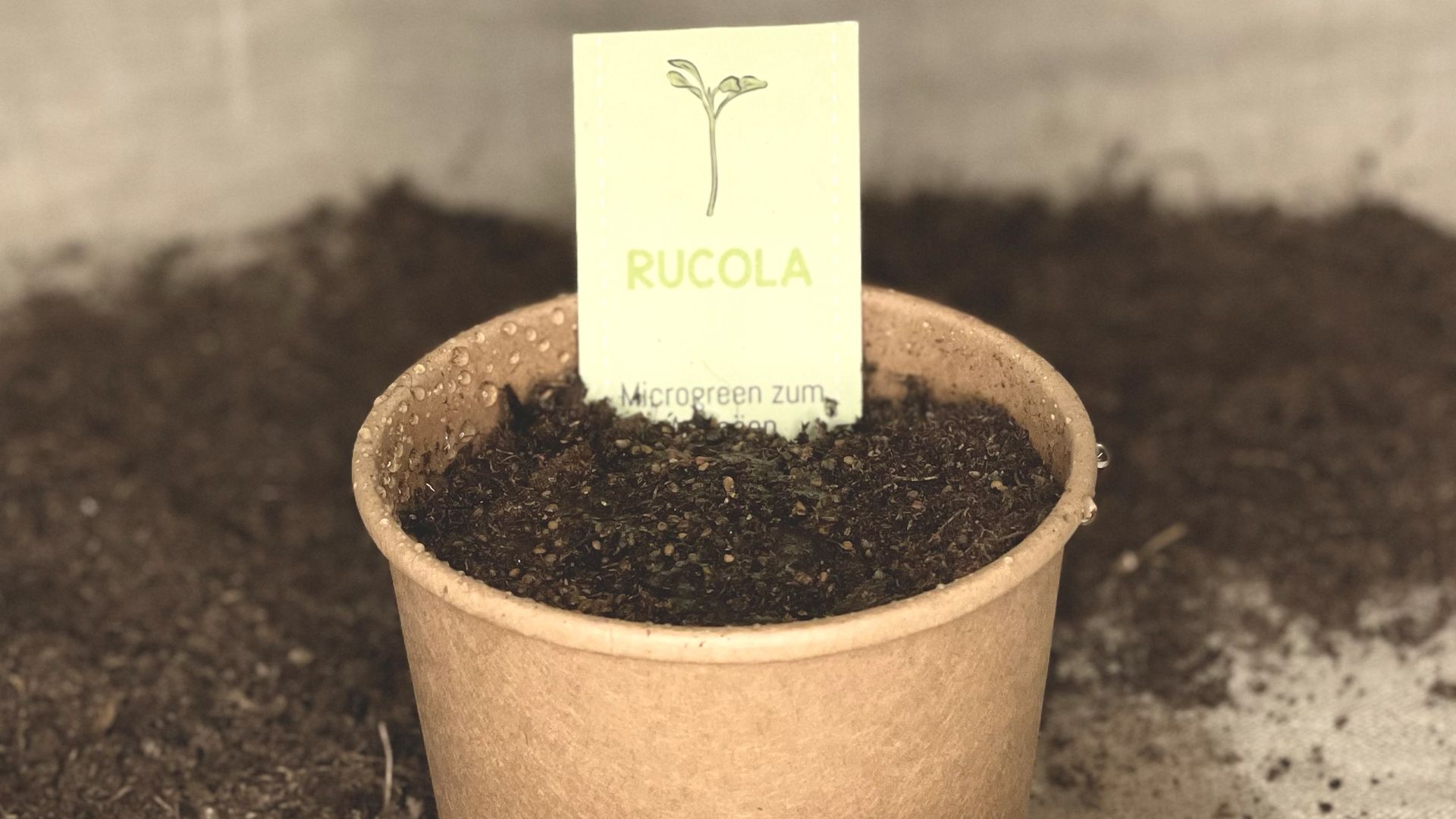Video laden: Pflanzanleitung Rucola