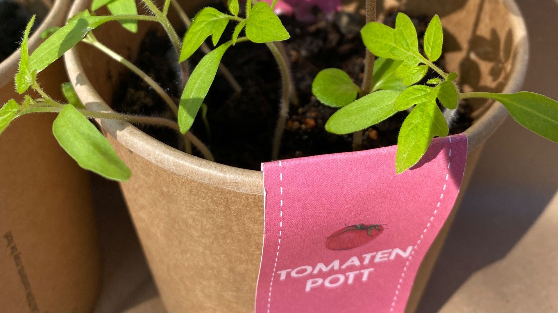 Video laden: Pflanzanleitung Tomatenpott